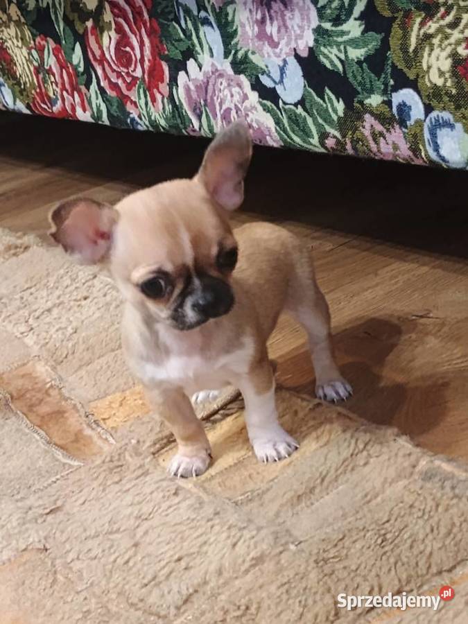 Chihuahua maleńka XXS