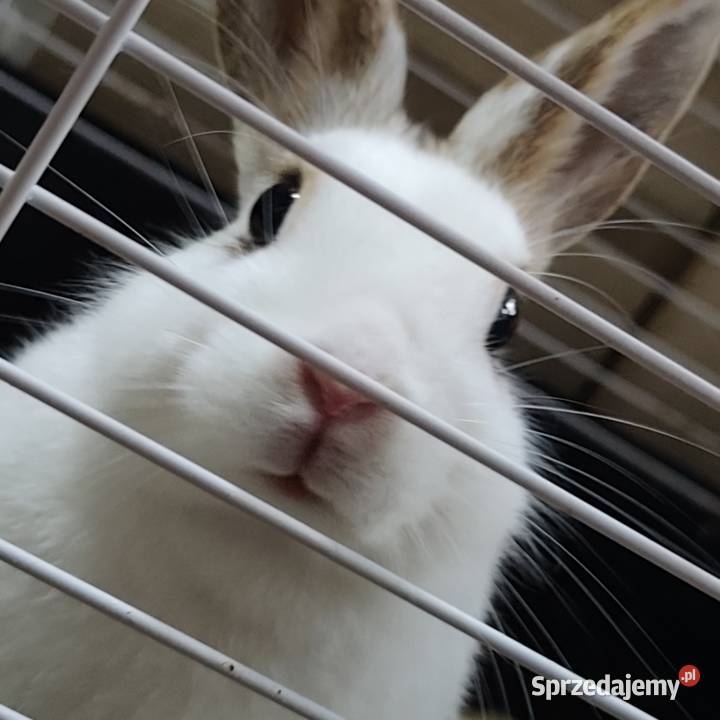 Królik miniaturka samiczka młoda Gdynia