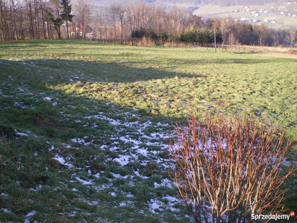 DZIAŁKA 16ar LipoweLIMANOWA Grunty i działki Limanowa