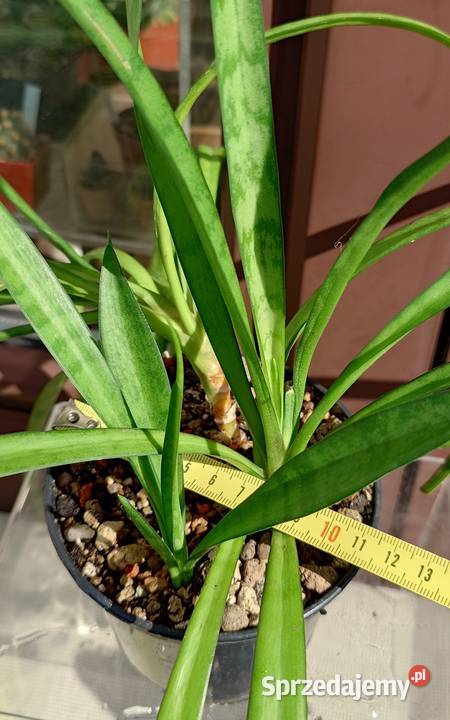 Sansevieria parva Kenya Hyacinth duża Warszawa