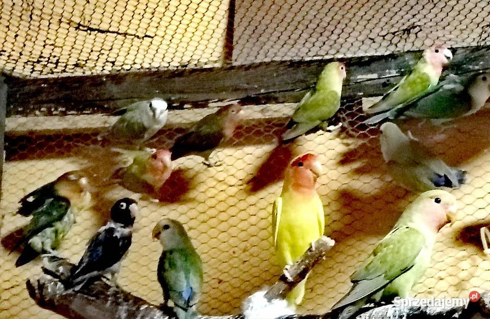 Sprzedam papużki nierozłączki Gdynia sprzedam