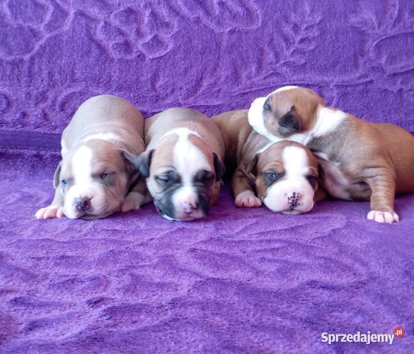 American Staffordshire Terrier Amstaff mazowieckie Warszawa