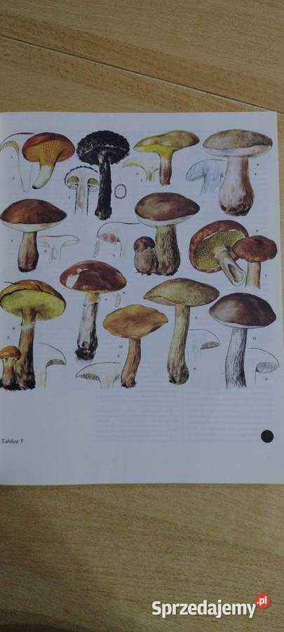 Świat roślin skał i minerałów Lublin