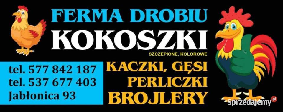 Kury nioski Drób i ptactwo sprzedam