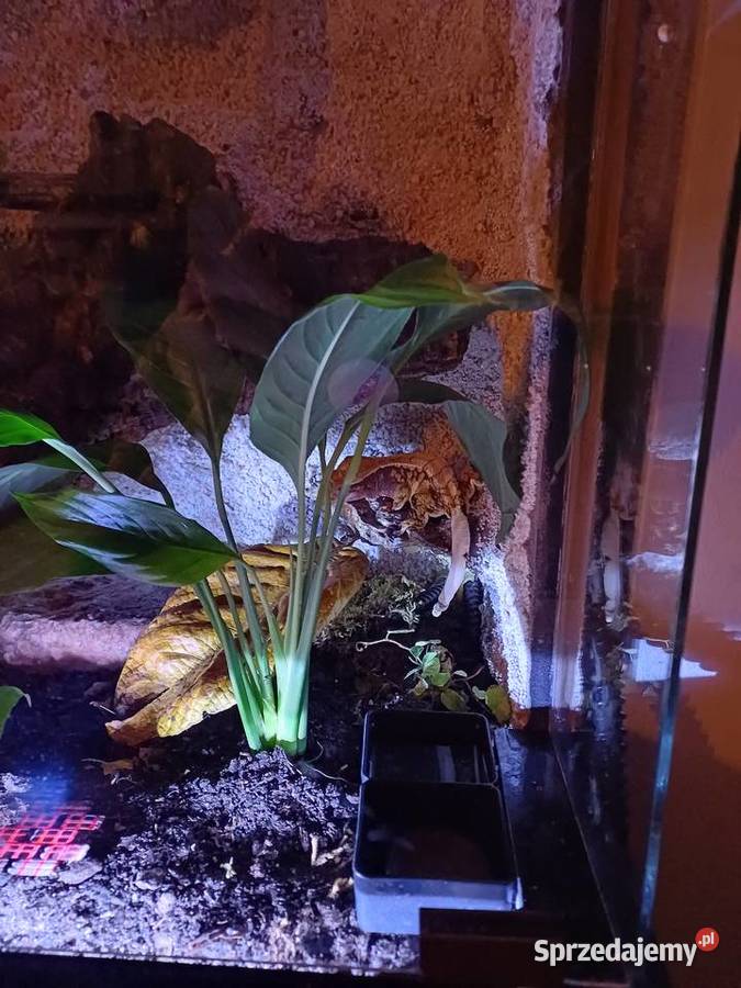 Sprzedam terrarium z 2 mieszkańcami gekony wielkopolskie Ostrzeszów