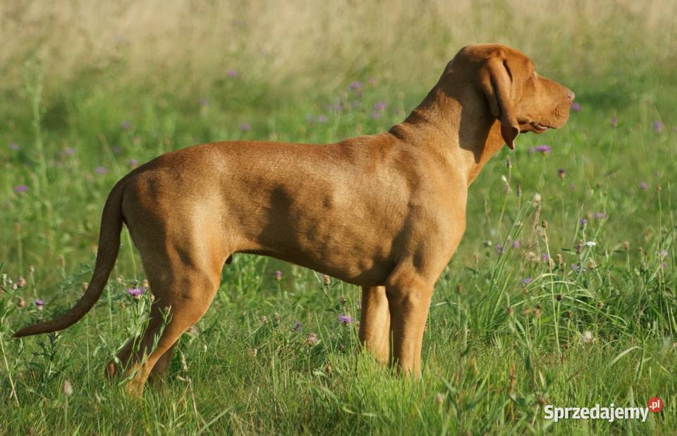 Wyżeł węgierski krótkowłosy hodowla z Bagiennych Hola