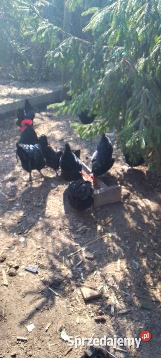 Sprzedam jaja lęgowe kur rasy austrolorp Sarnów