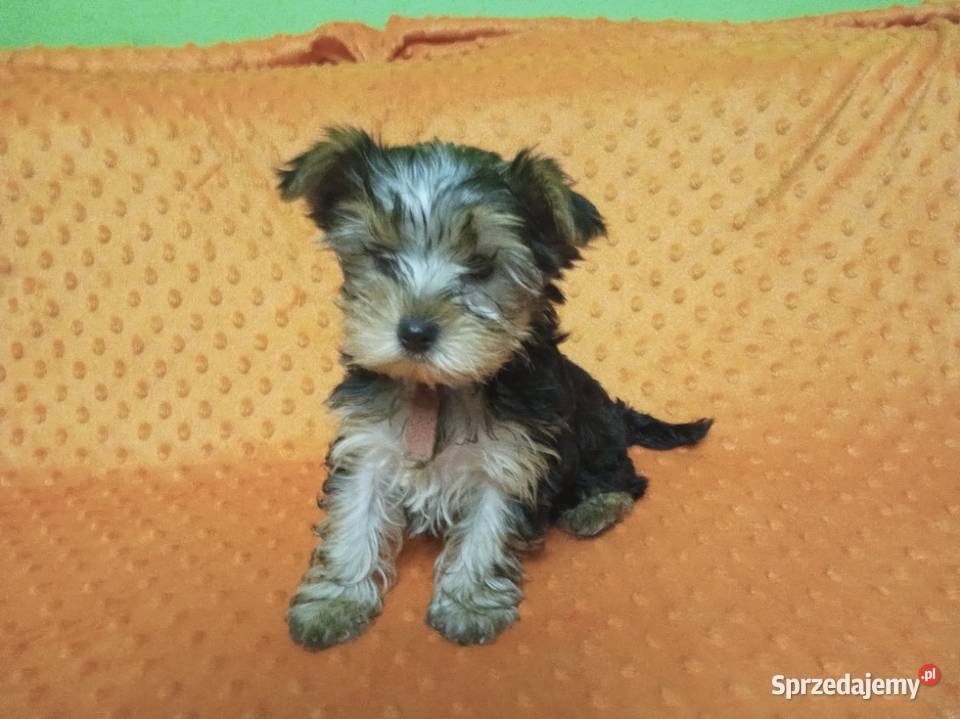 Sprzedam pieski yorki mazowieckie Sikórz