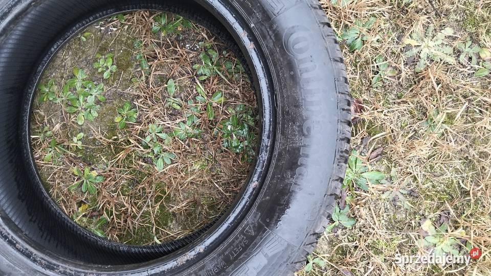 Opony wielosezonowe 1560185 60 Tarło-Kolonia