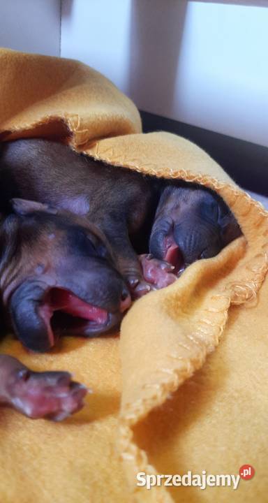 Miot RA 14 Szczeniąt Rhodesian Ridgeback szuka Kraków sprzedam
