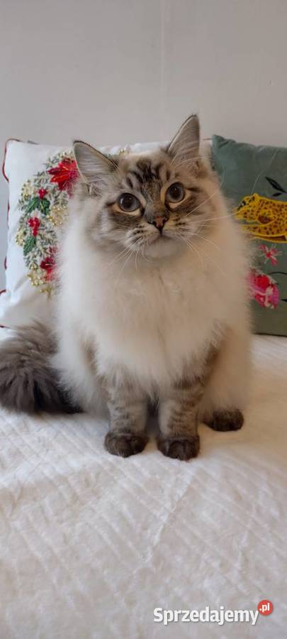 Kocurek ragdoll 2 letni Wrocław sprzedam