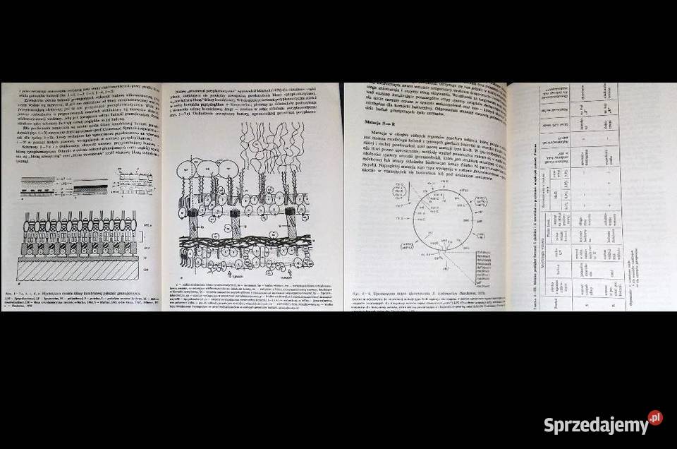 Biologia bakterii K Kotełko L Sedlaczek TM miękka Chełm