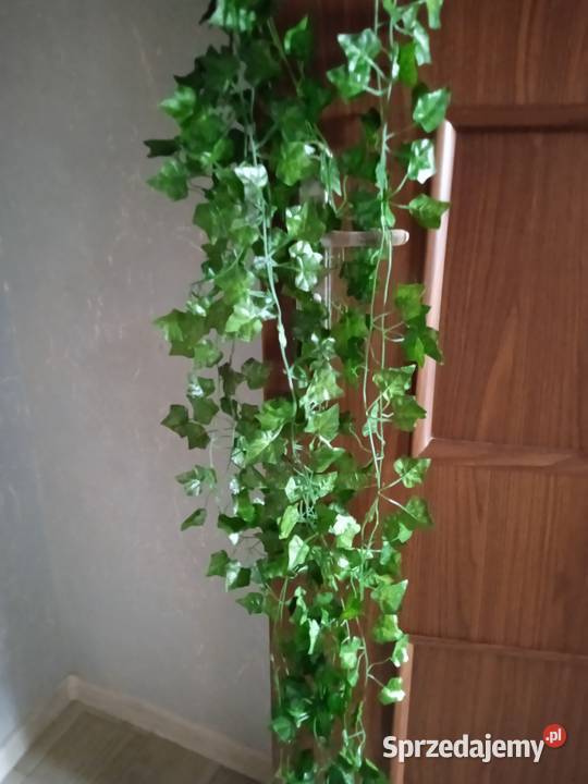 3 gałązki bluszczu Grajewo sprzedam