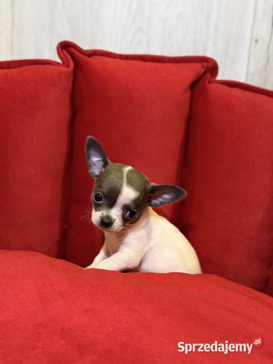 Chihuahua pieski sprzedam