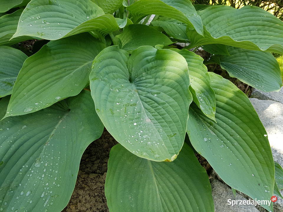 Hosta funkia niebiesko szara Lublin sprzedam
