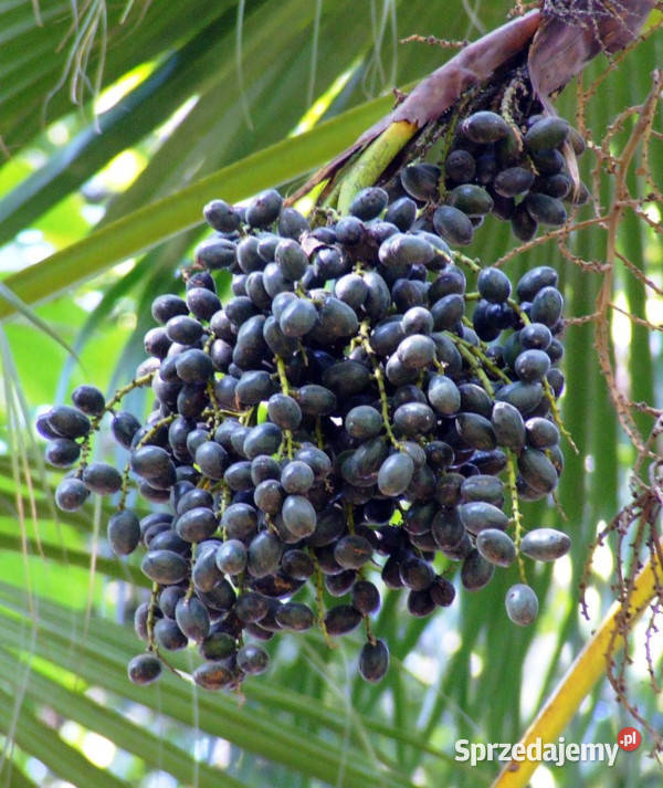 LIWISTONA CHIŃSKA Livistona chinensis NASIONA sprzedam