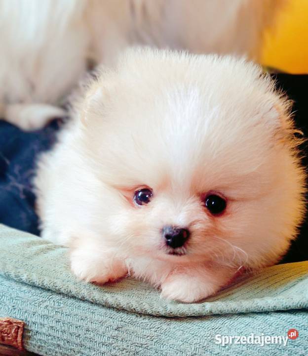 Szpic miniatura pomeranian ZKwP FCI marzec Kuźnica Kiedrzyńska