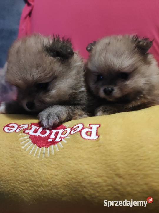 Pomeraniany szczenięta Bolesławiec