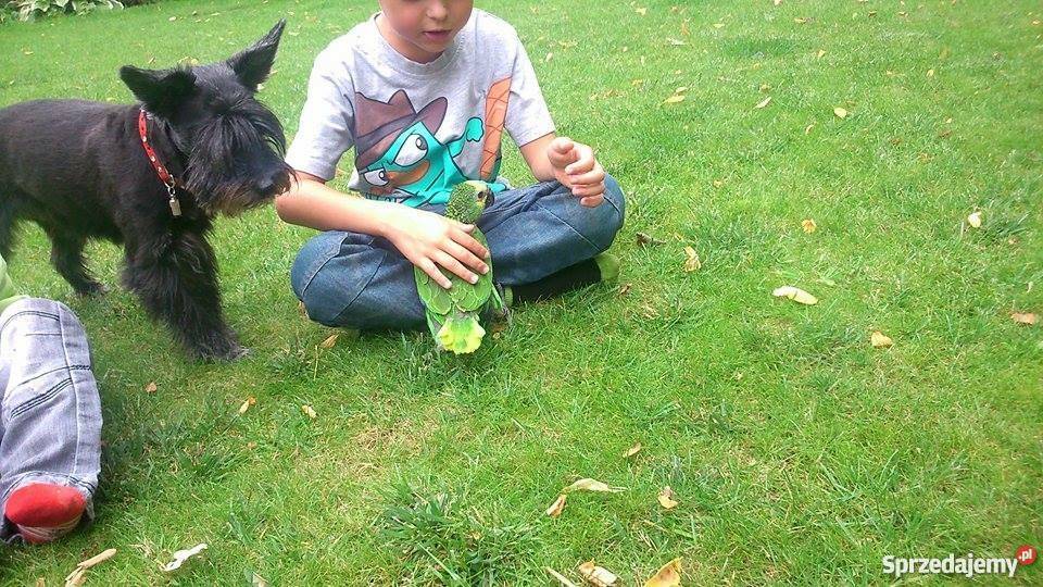 Amazonka niebieskoczelna ręcznie karmiona Legionowo