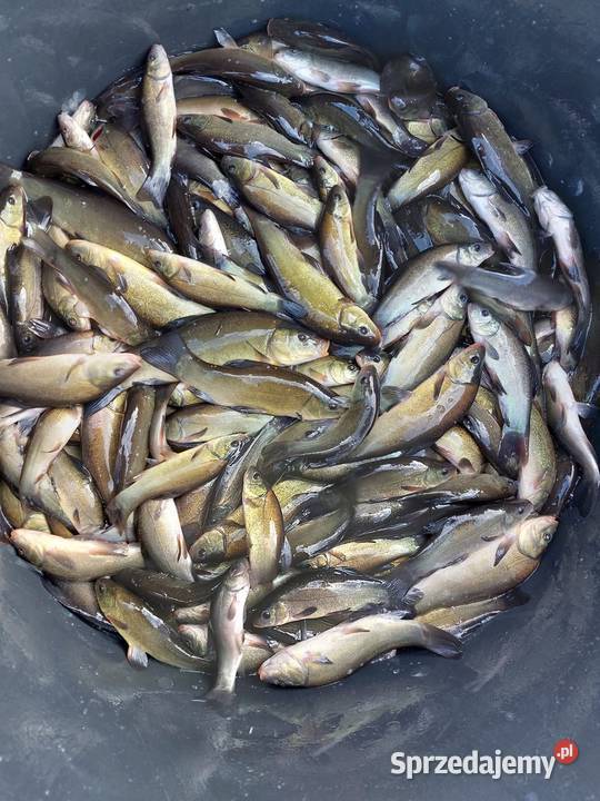 Ryby narybek Karpia karp Lin Karaś koi złoty Ryby Kleczew