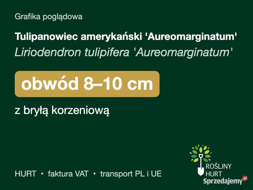 Tulipanowiec amerykański Aureomarginatum obw 810