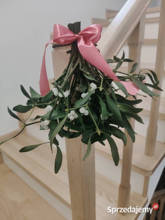 Piękne świeże kule jemioly bożonarodzeniowej Sułów