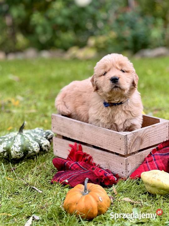 Golden Retriever ZKwP FCI ciemnozłoty linia Żukowo sprzedam