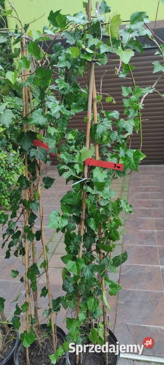 Duże Bluszcze Hedera Helix 250300 Jasieniec