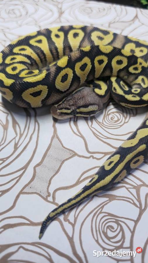 Wąż pyton królewski python regius samica dolnośląskie Wrocław