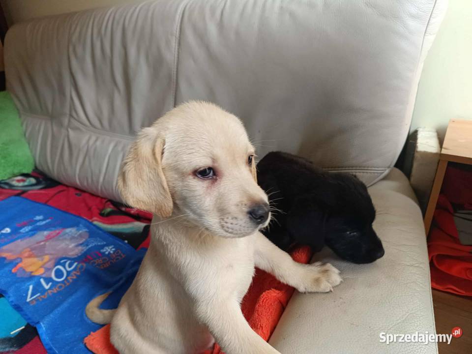 Labrador BielskoBiałą