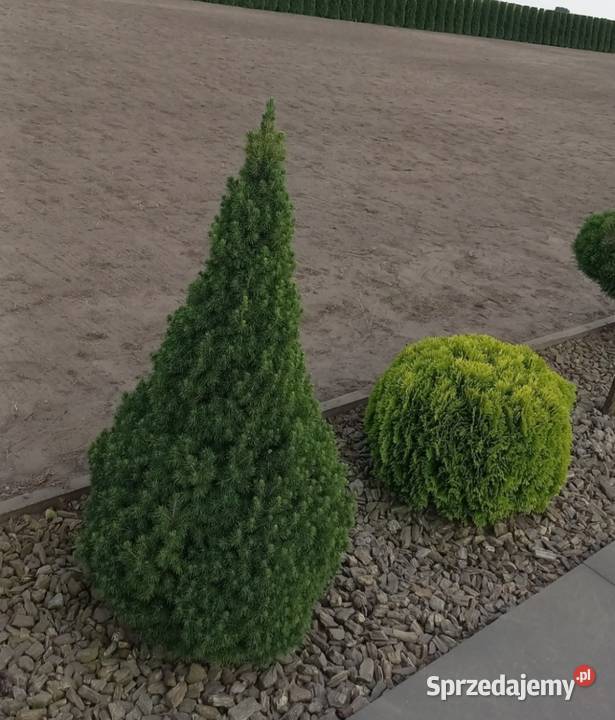 ZAKŁADANIE TRAWNIKA MACIEJOWICE SIEW TRAWY Projektowanie i zakładanie ogrodów mazowieckie prace ogrodowe