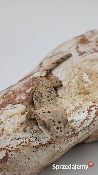 Gekon orzęsiony Red dalmatian 2 kolory kropek warmińsko-mazurskie Olsztyn sprzedam