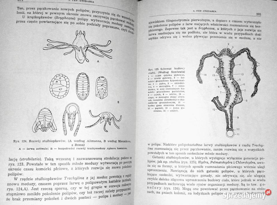 Zoologia Bezkręgowce Tom 12 Eugeniusz Grabda Chełm