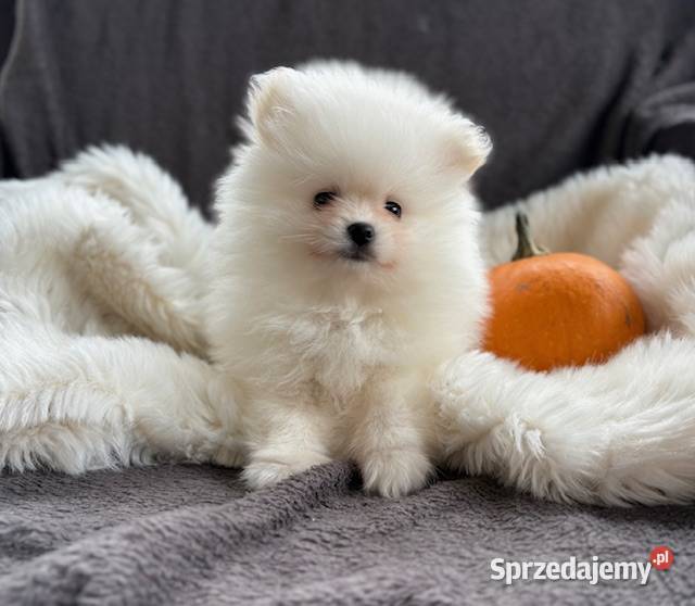 SZPIC MINIATUROWY POMERANIAN ŚLICZNA SUNIA Łódź
