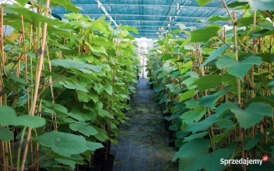 Beznasienny winogron KSZ BALIET Winorośli 18m