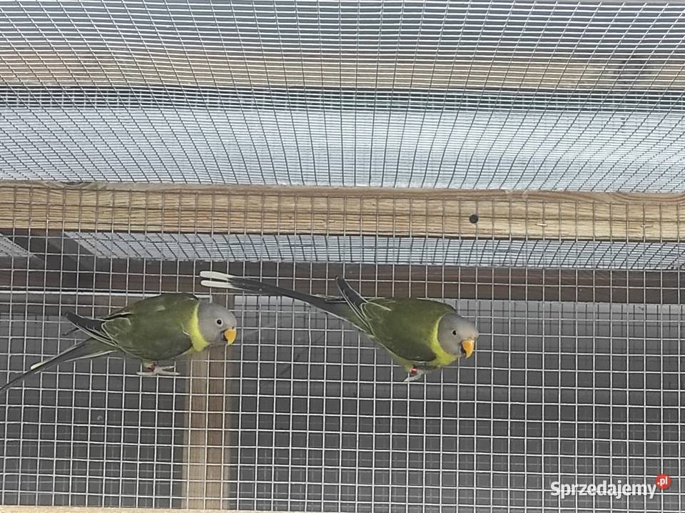 Aleksandretty śliwogłowe oliwkowe 2024 Warszawa sprzedam