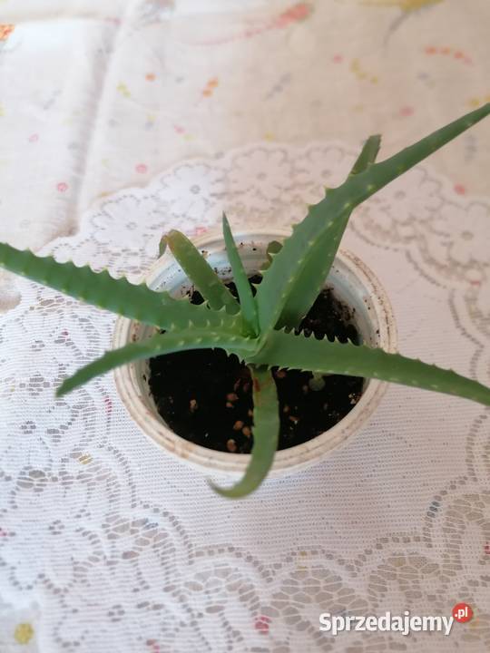 Kwiaty Aloes ościstyAloes zwykły Łódź