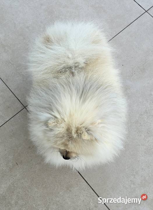 Pomeranian szpic miniaturowy zkwp FCI