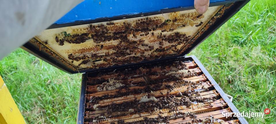 ODKŁAD ODKŁADY PSZCZELE RODZINY REZEWACJE na Pszczelarstwo Kraków