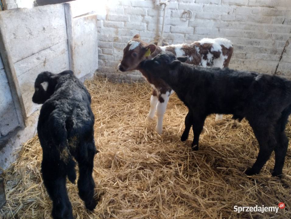 Sprzedam cielaki Jabłoń