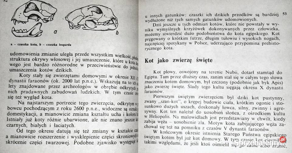 Koty Aleksandra KonarskaSzubska Chełm