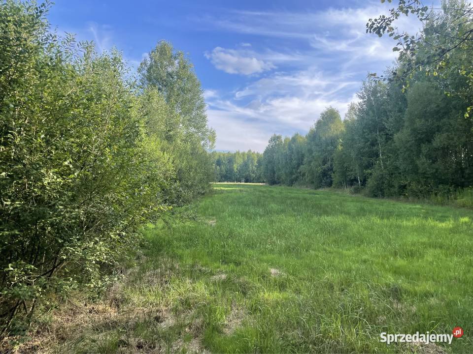 Dziatka budowlana 3318m2 Gm Falkow szeroka 3000m2 świętokrzyskie Budy