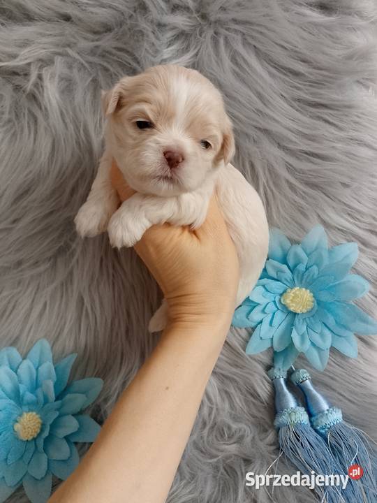 Unikatowy piesek rasy ShihTzu