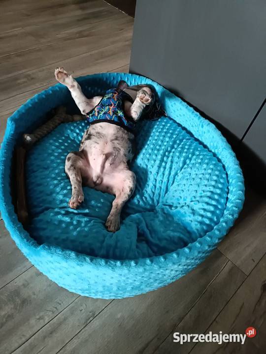 Buldog francuski piesek 4msce samodzielny Olsztyn