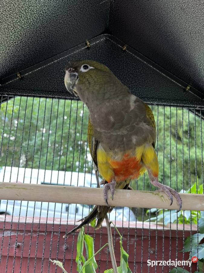 Papuga patagonka młoda Sierosław sprzedam