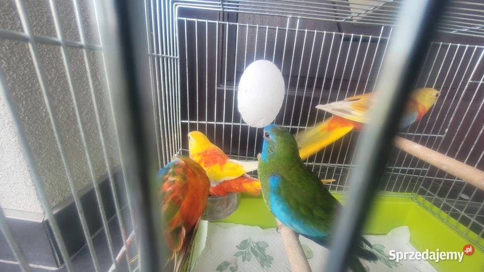 Papugi łąkówki turkusowe małopolskie sprzedam