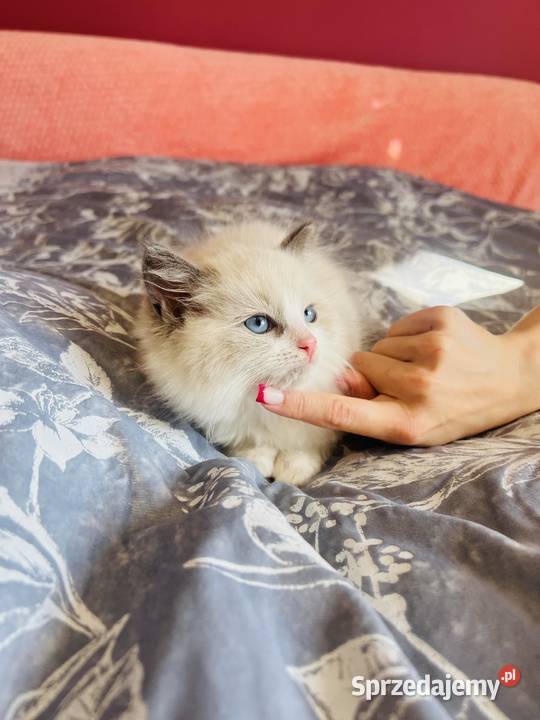 Ragdoll kocurek Rag a 03 Hodowla Lagooneyes Katowice