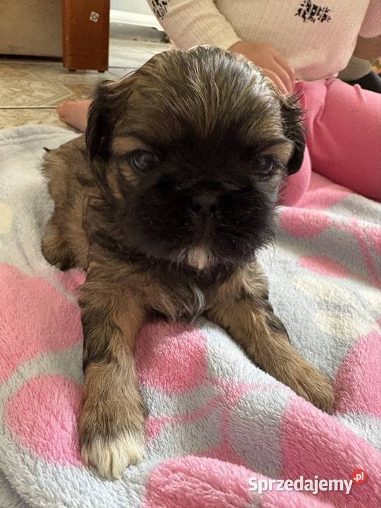 Suczka shih tzu Lekowo sprzedam