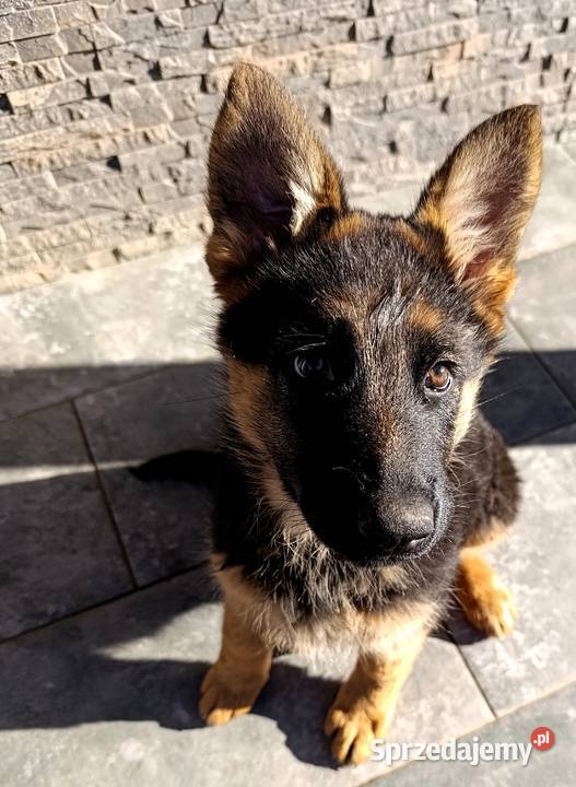 Owczarek Niemiecki Góra sprzedam