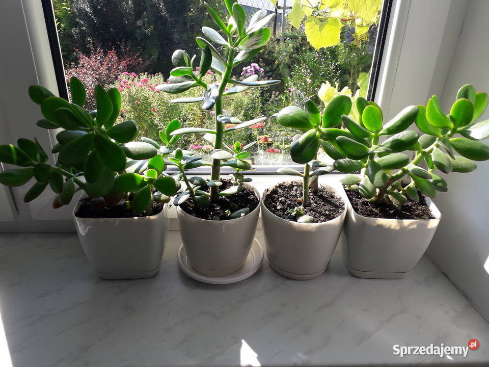 Kwiat doniczkowy grubosz drzewko szczęścia Skoczów